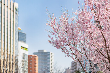 都会に咲く満開の桜の花