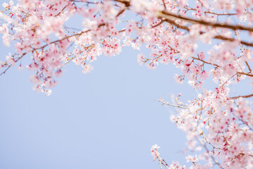 ピンク色の花びらが綺麗な満開の桜