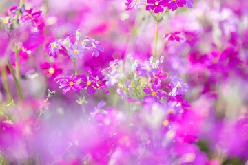 瑞々しい満開のサクラソウ