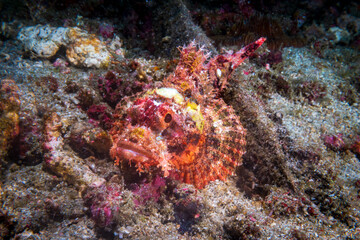 Tasseled Scorpionfish (Scorpaenopsis oxycephala), firefish or goblinfish near Anilao, Mabini, Philippines.  Underwater photography and travel.