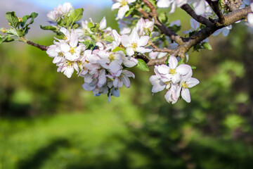 Beautiful white plum flowers in bloom on a sunny spring day in the orchard. Natural background concept, copy space and blurred background