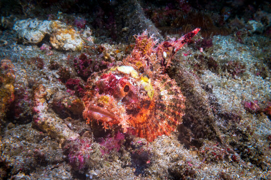 Tasseled Scorpionfish (Scorpaenopsis oxycephala), firefish or goblinfish near Anilao, Mabini, Philippines.  Underwater photography and travel.