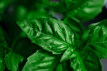 Green basil close up. Lemon Basil Leaves