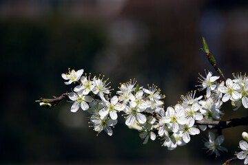 Close up of damson flowers in spring
