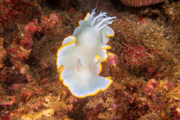 Heron ardeadoris (Ardeadoris egretta) a dorid nudibranch, a sea slug in coral reef near Anilao, Philippines.  Underwater photography and travel.