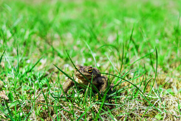 A frog in a close-up sits in the grass looking at the camera