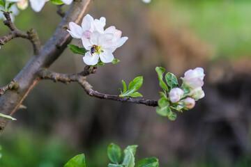 Branches of plum in bloom and the bee collect pollen from white flowers on a sunny spring day in the garden. Natural background concept