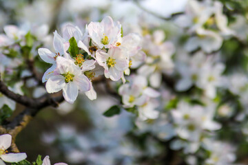 Branches of plum trees in bloom and the bee collect pollen from white flowers on a sunny spring day in the garden. Natural background concept