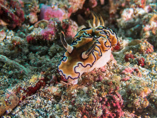 Siboga Glossodoris nudibranch, a sea slug(Glossodoris sibogae, Doriprismatica siboga) on sandy bottom near Anilao, Mabini, Philippines.  Underwater photography and travel.