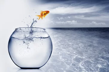 Fotobehang goldfish jumping out of the water © Mikael Damkier