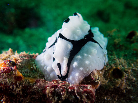 Shirin's Phyllidiopsis (Phyllidiopsis shireenae) a sea slug, dorid nudibranch near Anilao, Mabini, Philippines.  Underwater photography and travel.