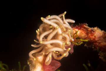 Fototapeta na wymiar Yellow-Tipped Phyllodesmium (Phyllodesmium briareum) a sea slug or an aeolid nudibranch in the family Facelinidae near Anilao, Mabini, Philippines. Underwater photography.
