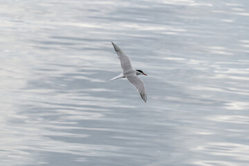 ULSTEINVIK, NORWAY - 2020 MAY 21. Adult common tern in flight on sea background