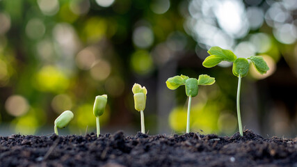 Shows the stages of trees growing on the ground in a rich natural environment. Ideas about natural plant growth and tree care.