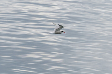 ULSTEINVIK, NORWAY - 2020 MAY 21. Adult common tern in flight on sea background