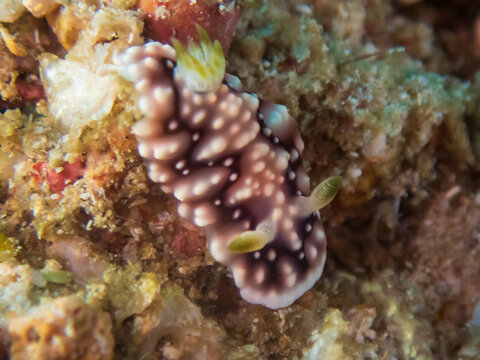 Geometric Chromodoris (Chromodoris Geometrica), a sea slug, dorid nudibranch on tropical reef near Anilao, Mabini, Philippines.  Underwater photography and travel.