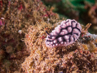 Phyllidiopsis krempfii or Krempf's Phyllidopsis is a species of sea slug, a dorid nudibranch, a marine gastropod in a tropical coral reef near Anilao, Philippines.  Underwater photography and travel.