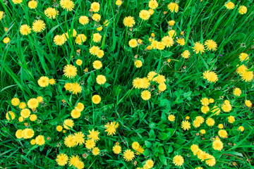 background of green grass with yellow dandelions