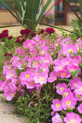 Close up of Blooming Pink Evening Primrose Flowers
