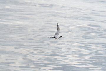 ULSTEINVIK, NORWAY - 2020 MAY 21. Adult common tern in flight on sea background