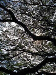 Monochromatic backlit photographs, shadow shapes  The reticulum of the branches and leaves dimmed through the light.  Suitable for making wallpapers.