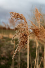 Dry brown-yellow reed fringes in the wind with a foggy background of reeds. Sunny spring evening.