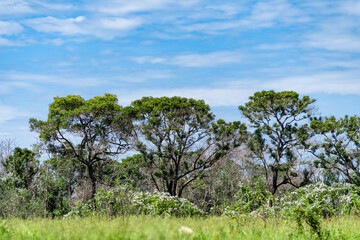 Group of trees with flowering shrubs in the foreground and blue sky in the background. Typical landscape of the Pantanal of Mato Grosso © Xico Putini