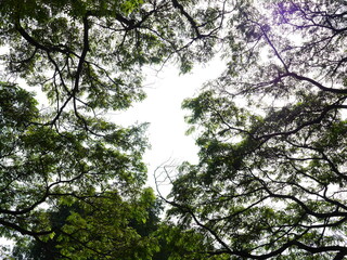 Monochromatic backlit photographs, shadow shapes  The reticulum of the branches and leaves dimmed through the light.  Suitable for making wallpapers.