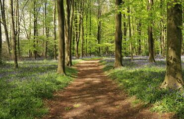 Fototapeta na wymiar Spring Bluebells in an English Beech Wood