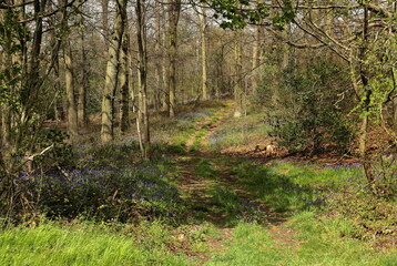 Spring Bluebells in an English Beech Wood