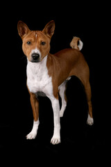 Basenji dog standing isolated on a black background