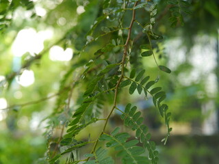 Close-up of leaf details after the rain  There are water droplets on the green leaves in the rainy season.
