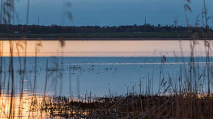 View of Lake Durbe at sunset with dark blue thick clouds. Long dry reed silhouettes with calm water without them.