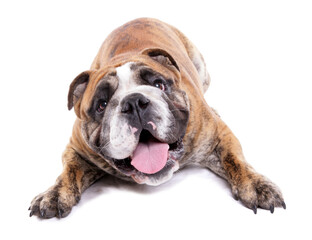 English Bulldog laying isolated on a white background