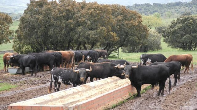 Herd of spanish fighting bulls eating food supplement from brick feeder.