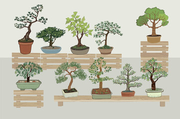 bonsai plants vector hand drawn illustrations set