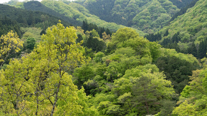 Fototapeta premium Early summer mountains