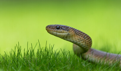 Aesculapian snake (Zamenis longissimus) in fresh grass, shot on a light green background