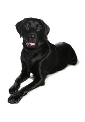 Black Labrador Retriever dog laying isolated on a white background