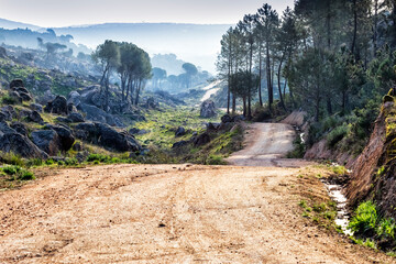 Camino entre los pinos. Madrid. España. Europa