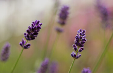 A close up of a flower