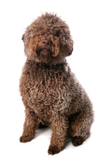 Lagotto Romagnolo dog isolated on a white background