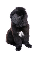 Fototapeta premium Newfoundland Puppy 2