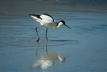Avocette élégante, Recurvirostra avosetta, Pied Avocet
