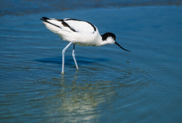 Avocette élégante, Recurvirostra avosetta, Pied Avocet