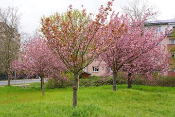 Obraz premium Kirschblüte am Berliner Mauerweg in Teltow