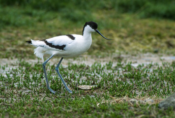 Avocette élégante, nid, Recurvirostra avosetta, Pied Avocet