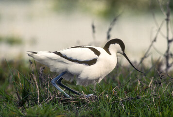 Avocette élégante, nid, Recurvirostra avosetta, Pied Avocet