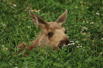 A very little moose in nature