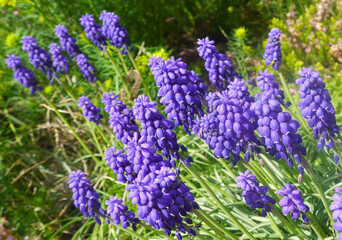 Nature photo purple Muscari flowers in green garden.